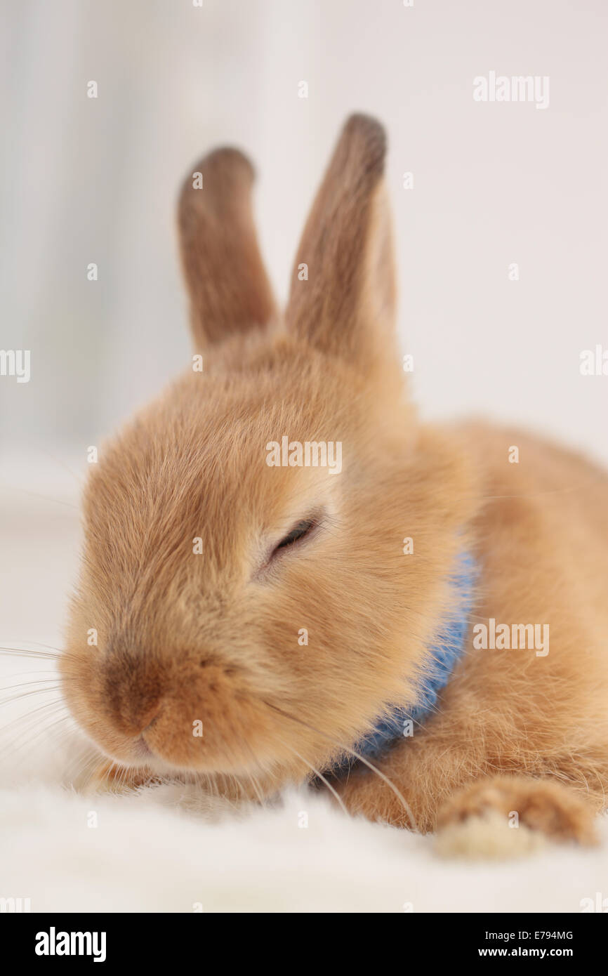 Rabbit sleeping hires stock photography and images Alamy