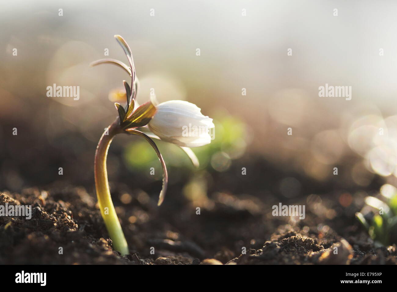 Shibateranthis pinnatifida Stock Photo