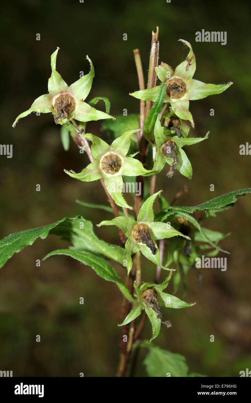 Nettle-leaved Bellflower Campanula trachelium Fruits Stock Photo