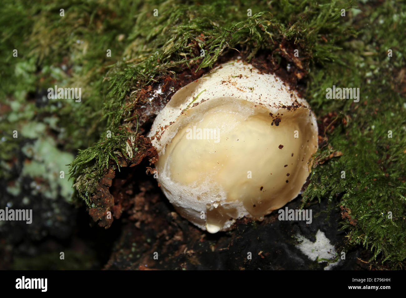 A Slime Mould Called 'False Puffball' Enteridium lycoperdon In Its Sporangial or Aethalial phase Stock Photo