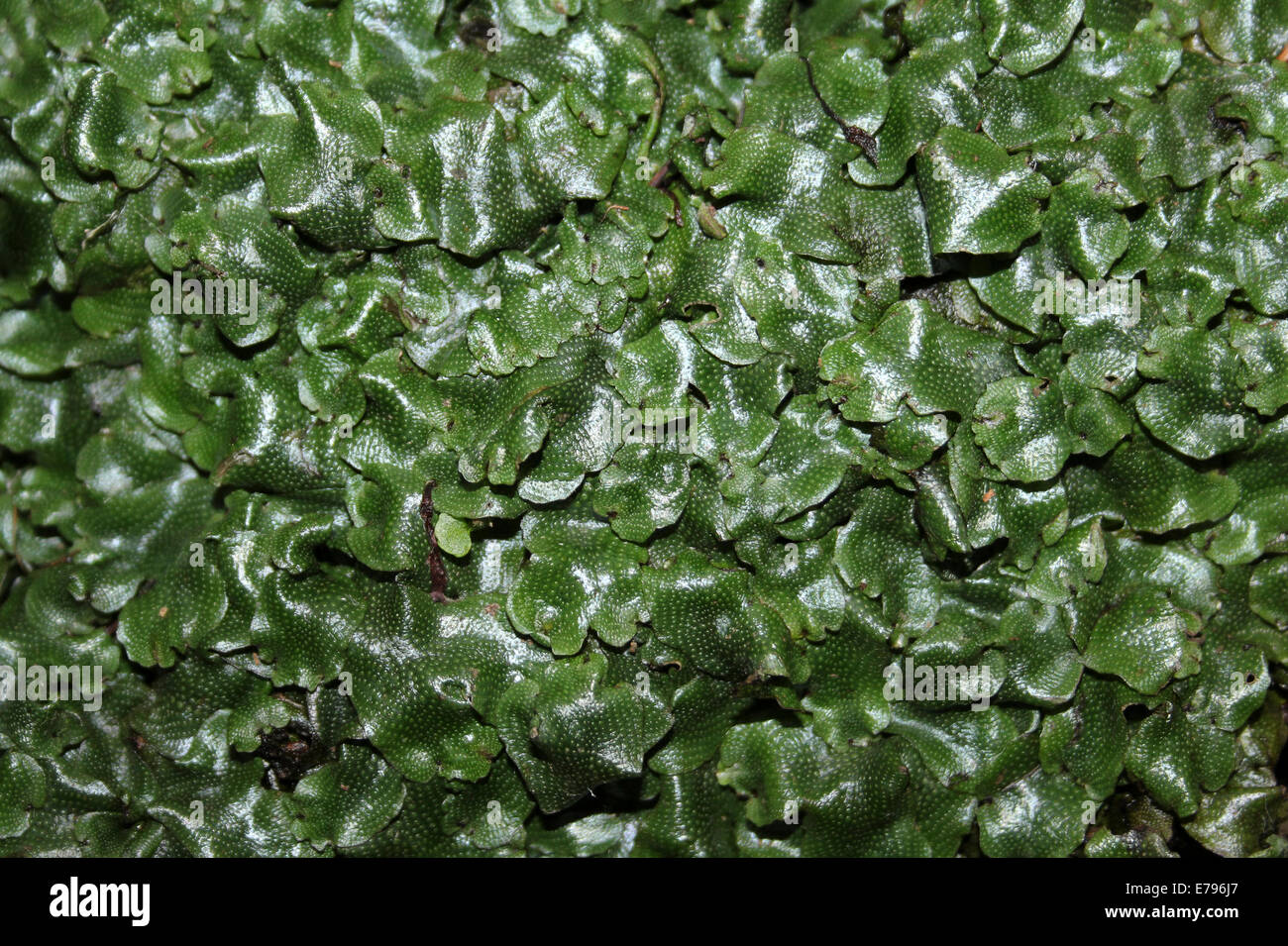 Great Scented a.k.a. Snakeskin Liverwort Conocephalum conicum Stock Photo