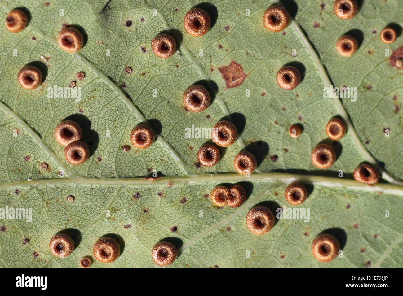 Silk Button Galls Caused By The Cypnid Wasp Neuroterus numismalis Stock Photo