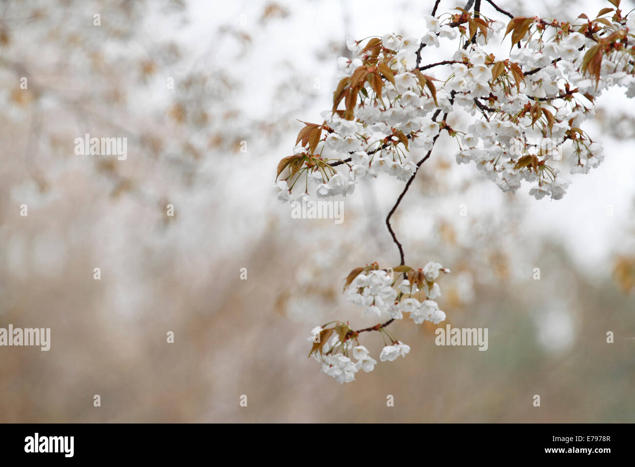 Rain falling on cherry blossoms hi-res stock photography and images - Alamy