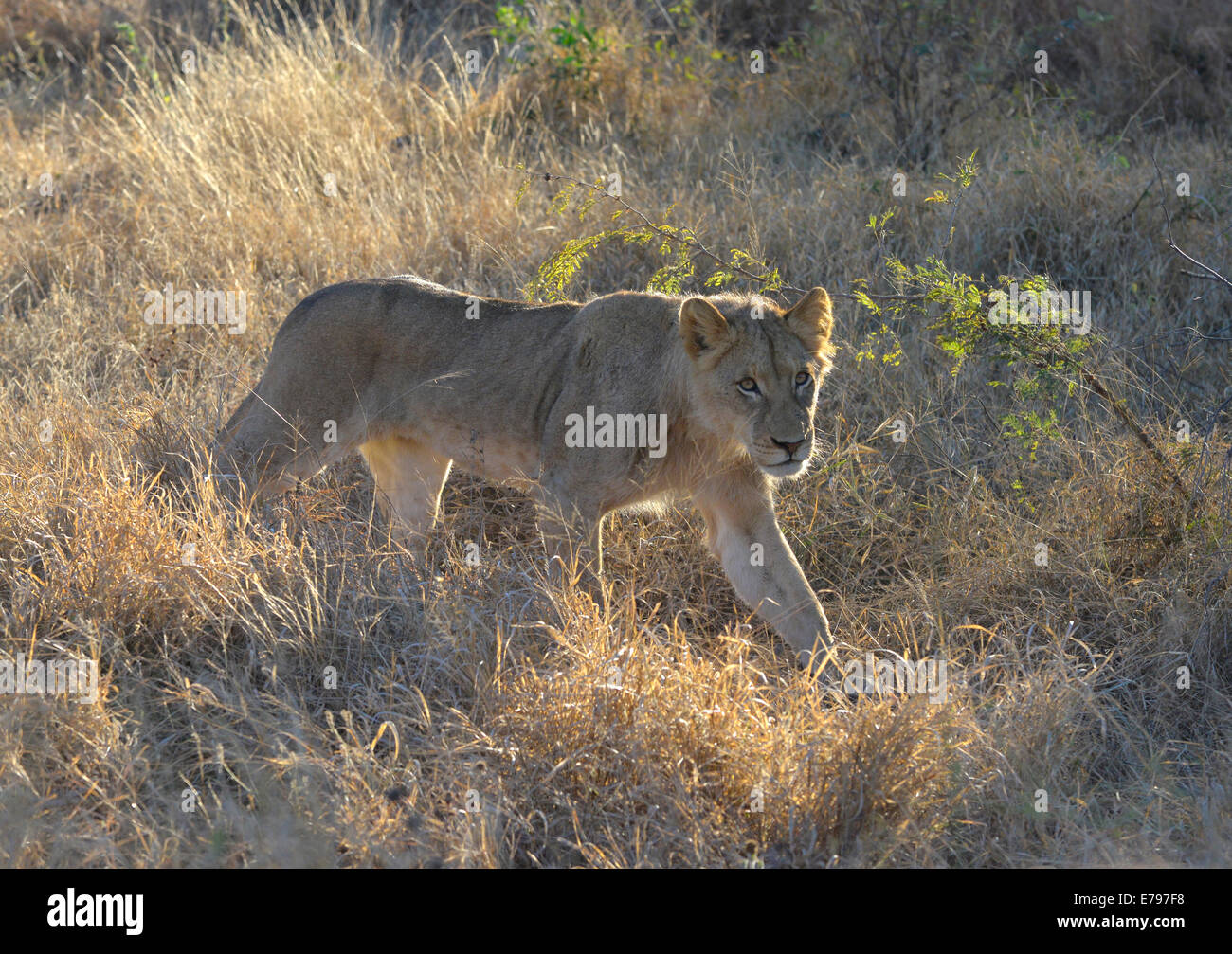 Young male lion with backlighting walking through dry winter grass, looking up. Kruger National Park, South Africa Stock Photo