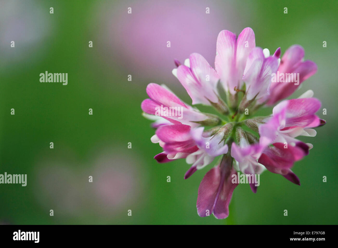 Chinese Milk Vetch Stock Photo Alamy