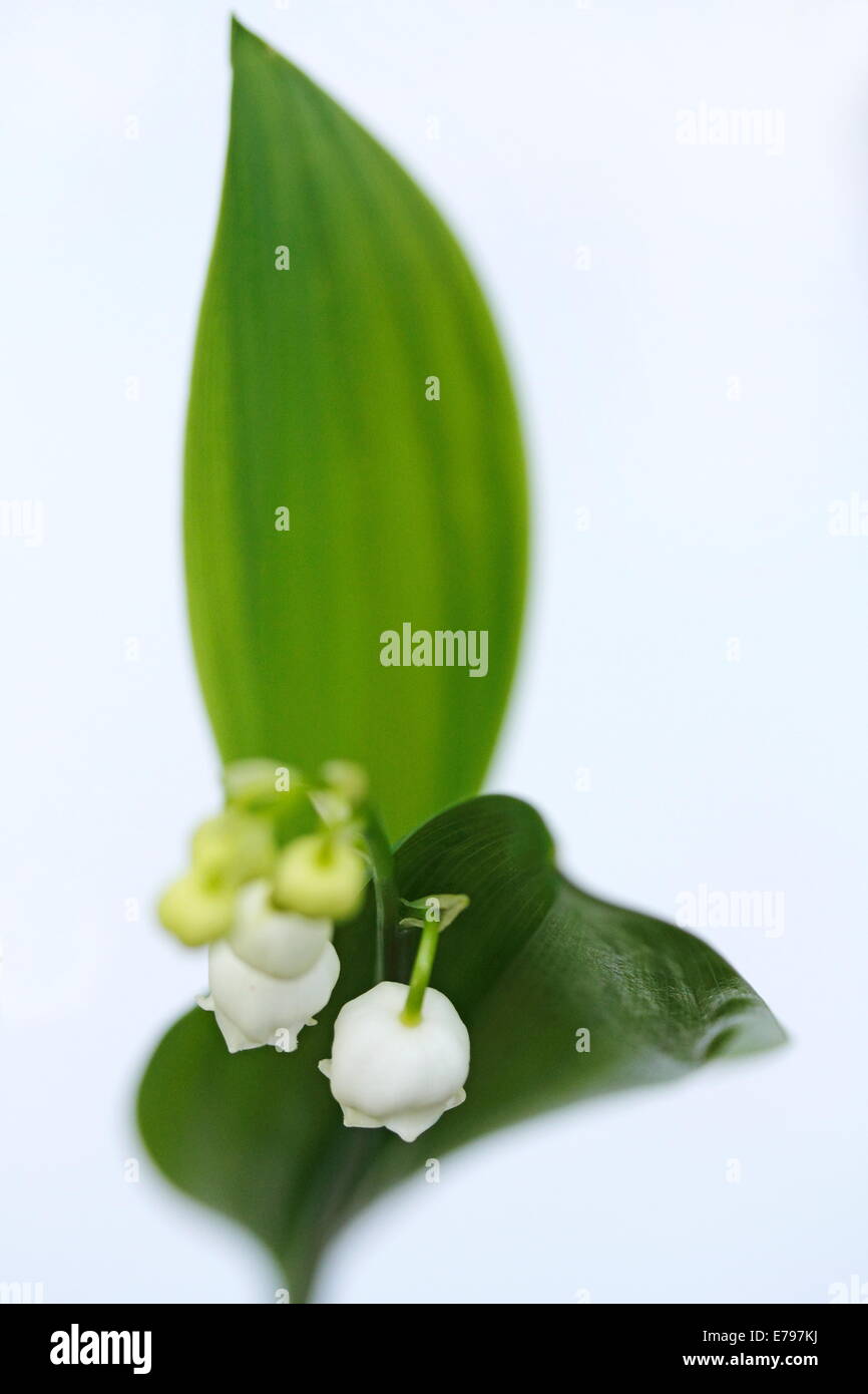 Lily of the Valley Stock Photo Alamy