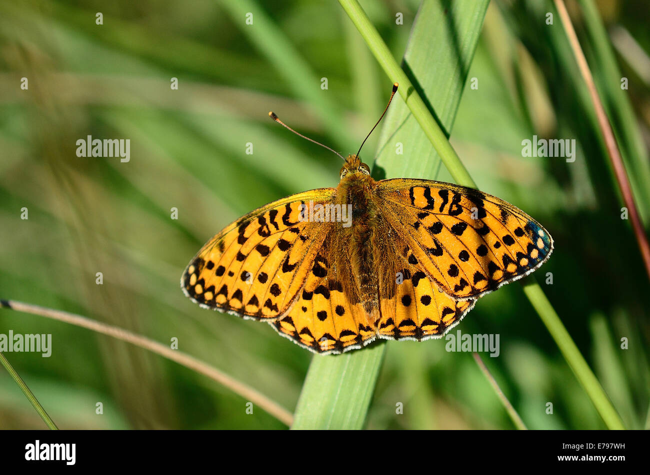 Dark green fritillary butterfly UK Stock Photo Alamy