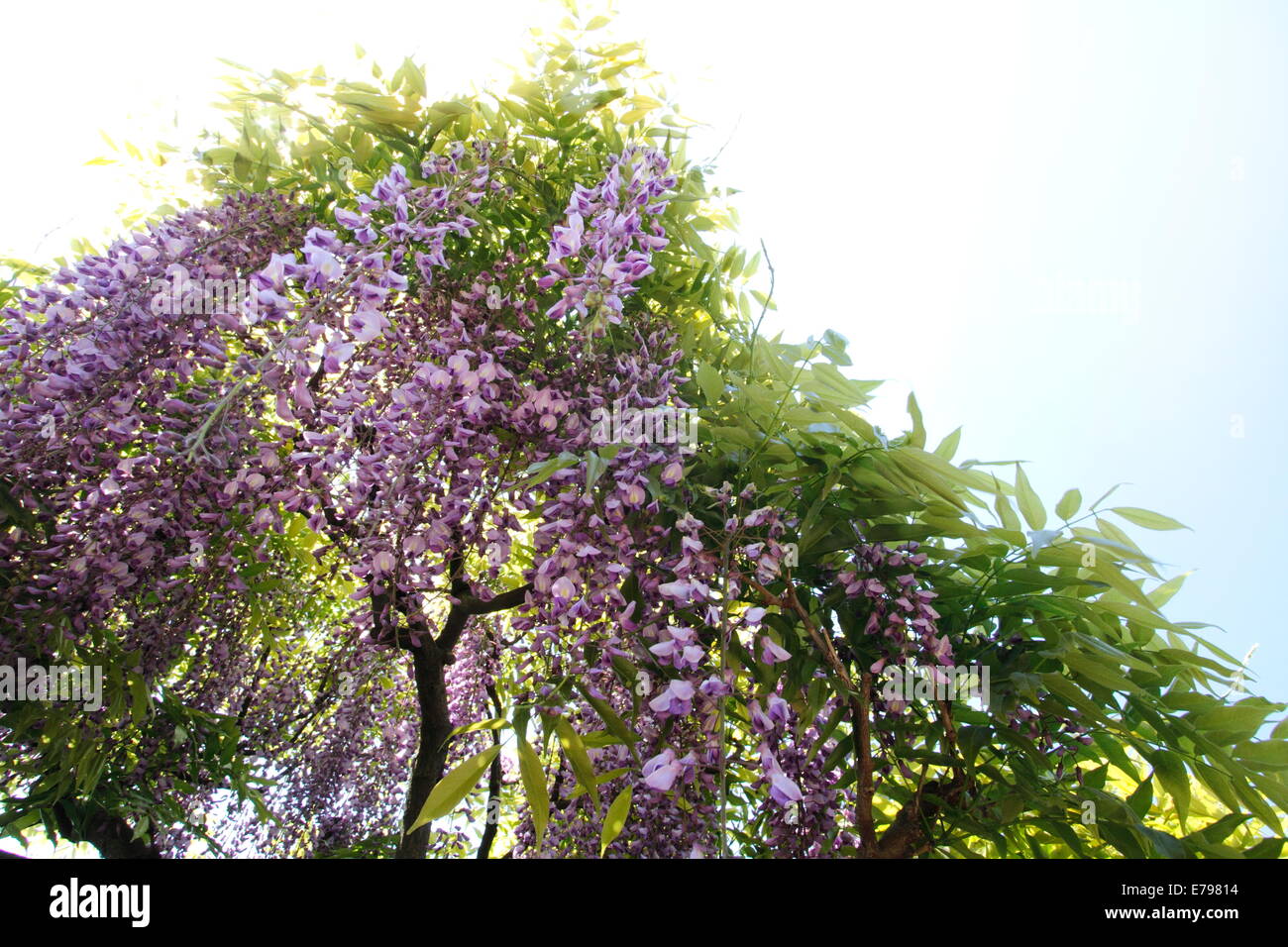 Wisteria group of people hires stock photography and images Alamy