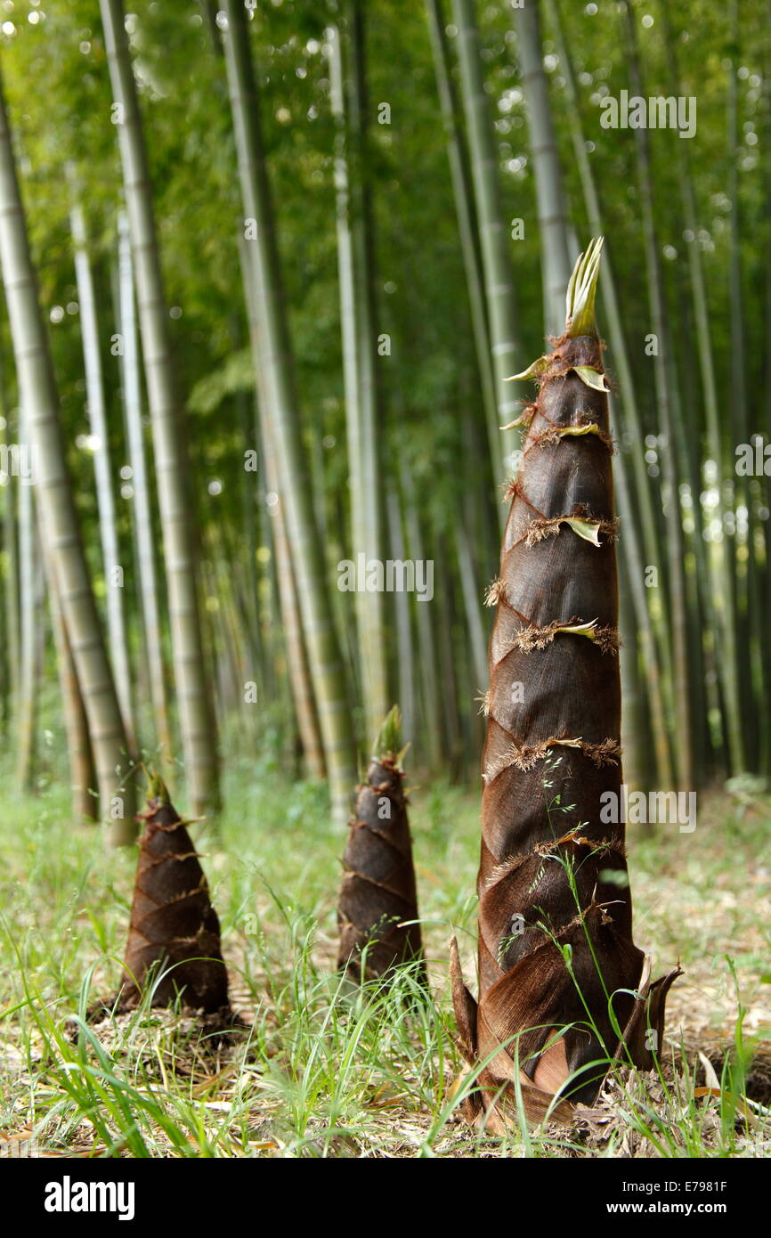 Multiple shoots hires stock photography and images Alamy