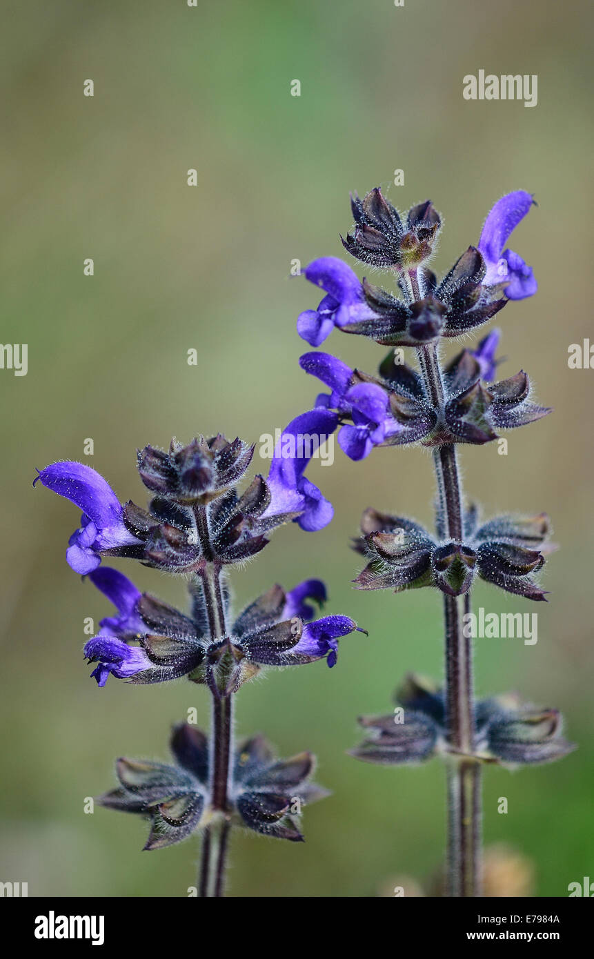 Wild clary flowers in bloom. Dorset, UK June 2014 Stock Photo
