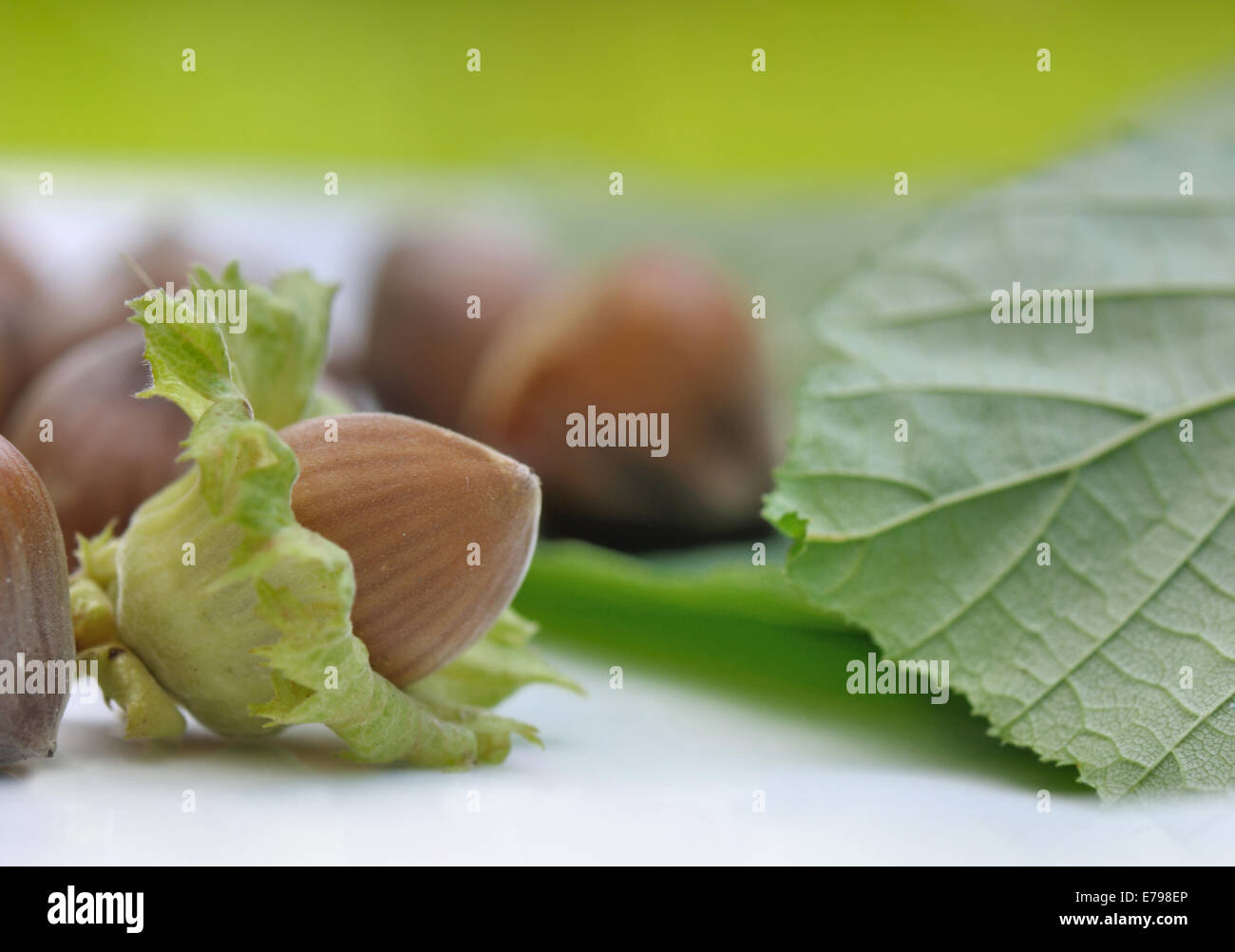 fresh hazelnuts on green foliage background Stock Photo
