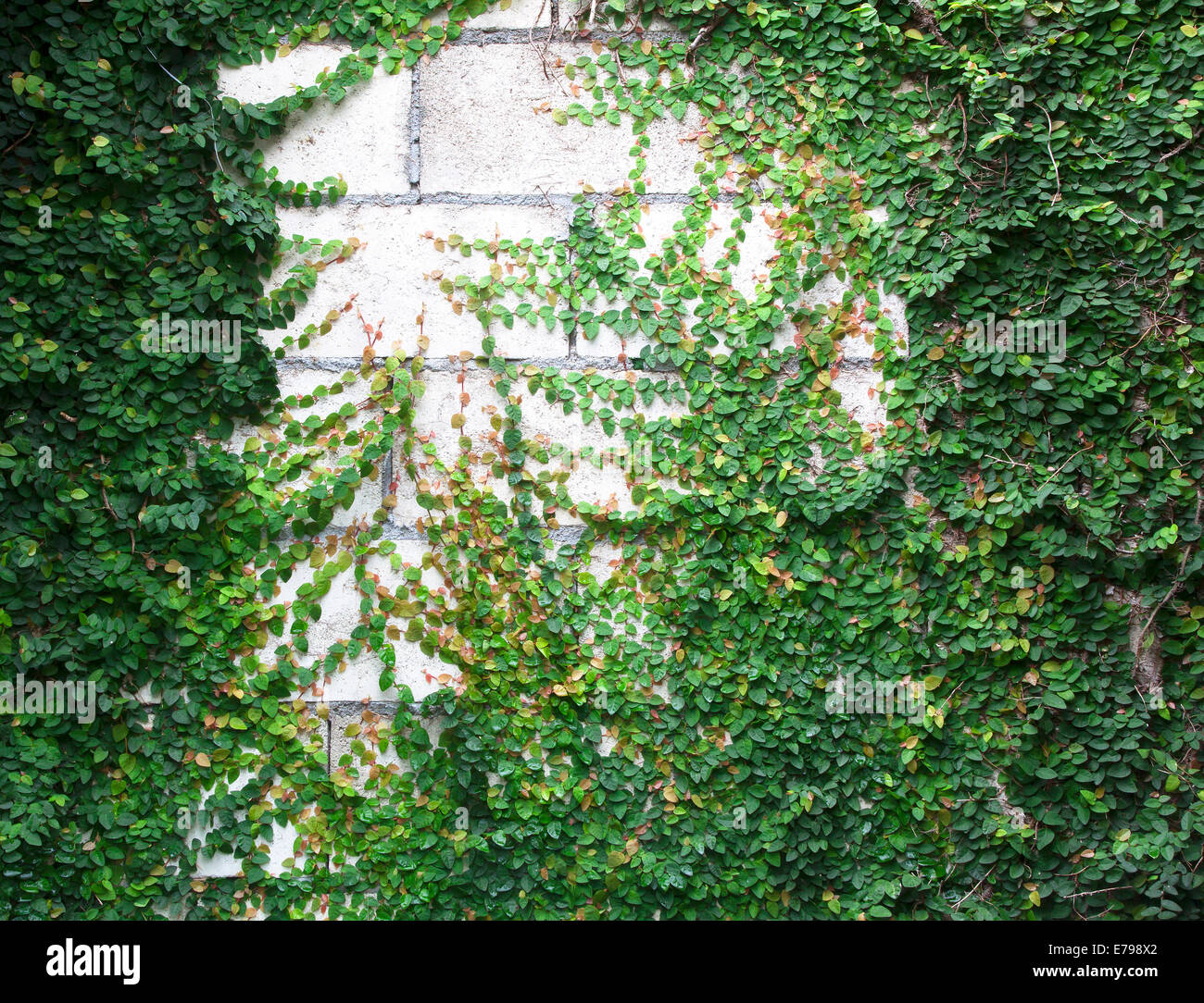 The Green Creeper Plant on the Wall Stock Photo Alamy