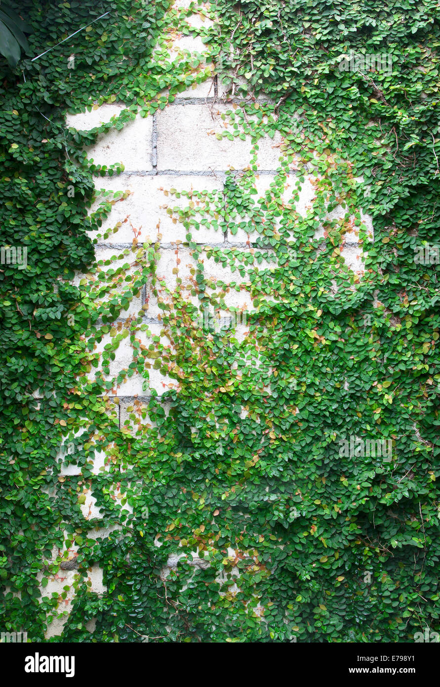 The Green Creeper Plant on the Wall Stock Photo Alamy