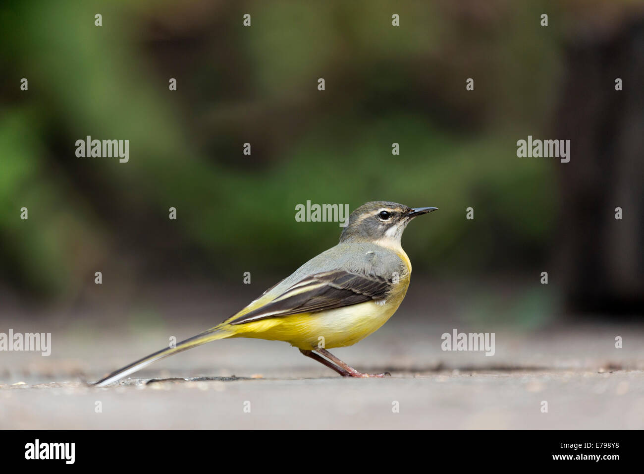 Grey Wagtail; Motacilla cinerea; Female; Spring; UK Stock Photo