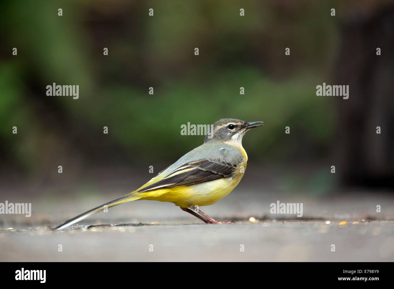 Grey Wagtail; Motacilla cinerea; Female; Spring; UK Stock Photo