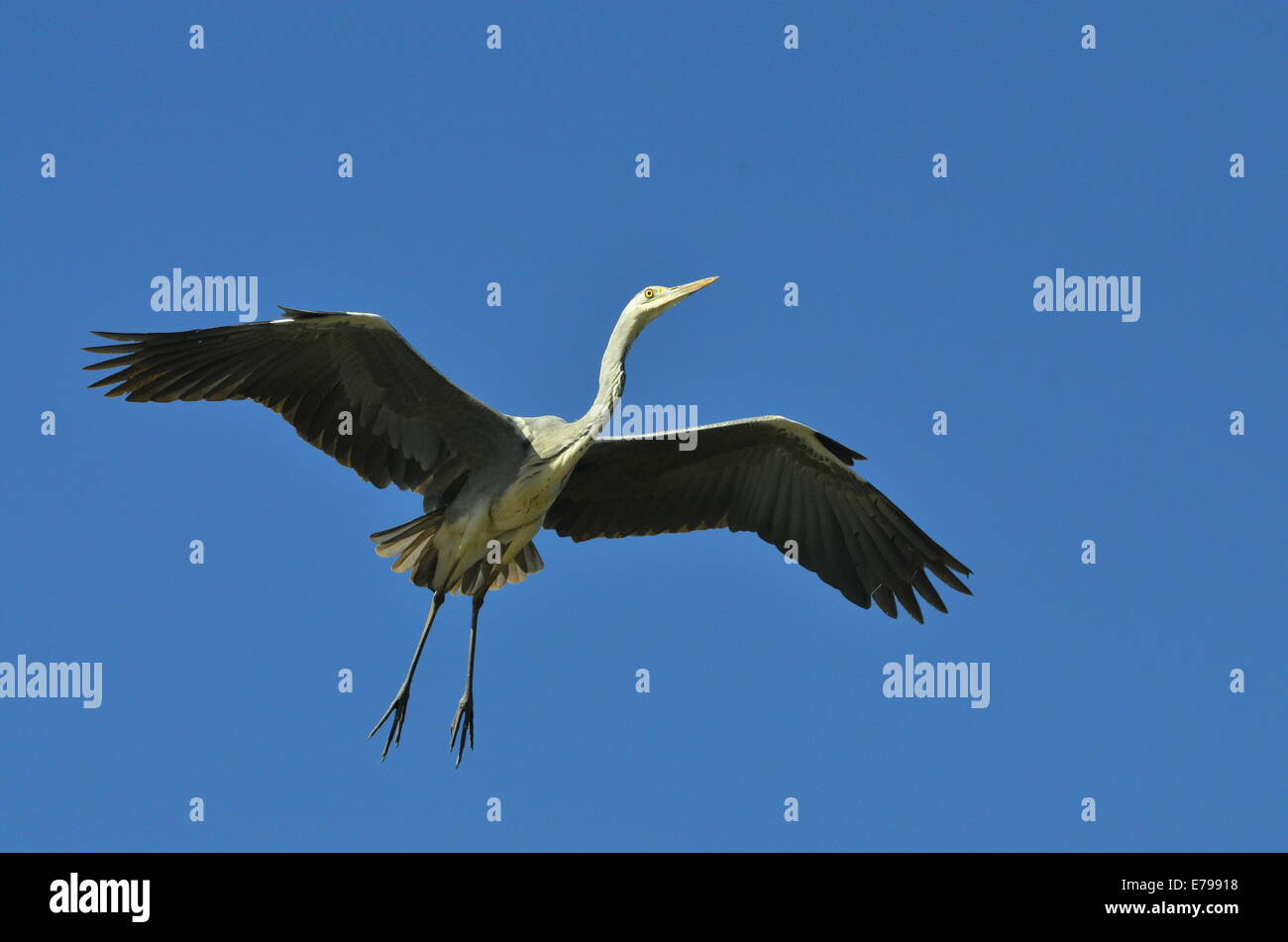 Grey heron flying in Kruger National Park, South Africa Stock Photo Alamy