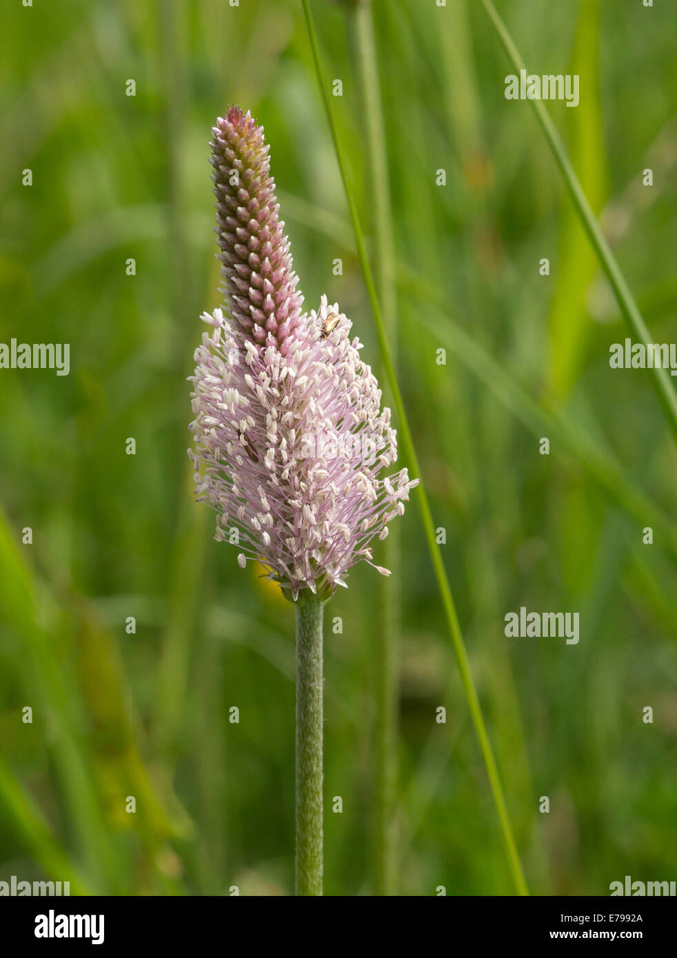 Hoary Plantain (Plantago media) Stock Photo