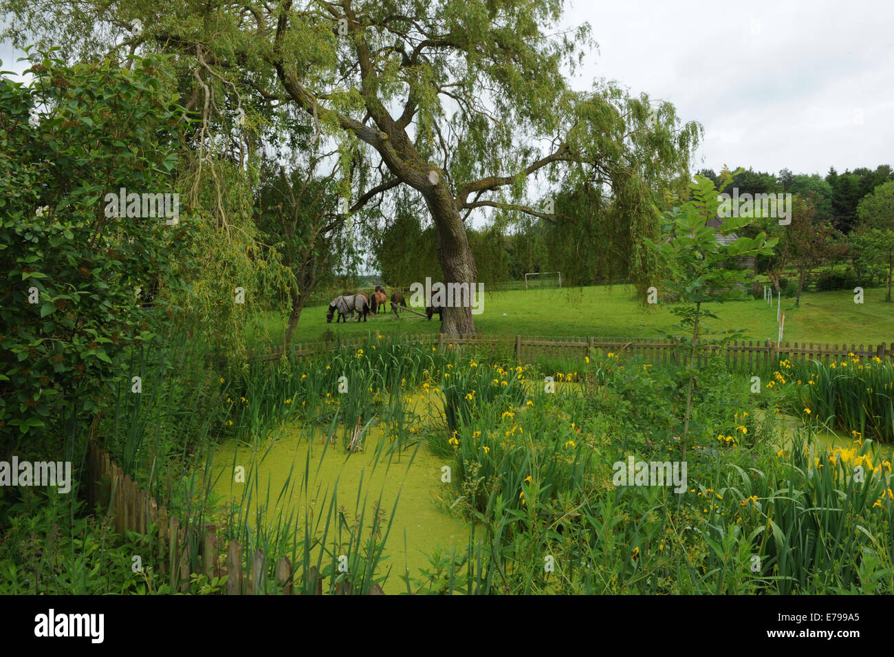 Garden Pond with Exmoor Ponies in the Background on a Farm in the English village of Cold Ash in Berkshire, England, UK Stock Photo