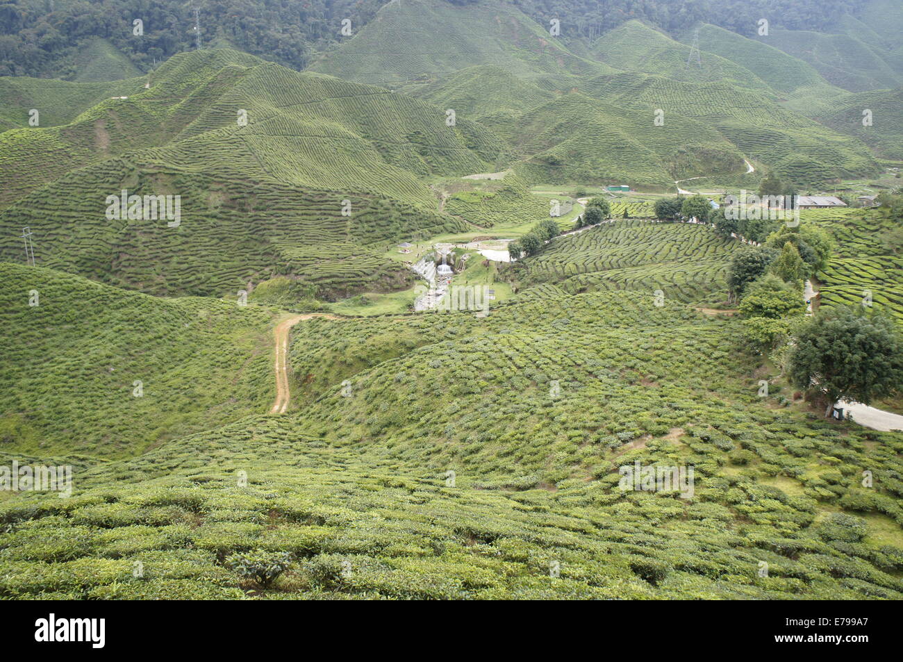 Cameron Highlands tea plantation, Malaysia Stock Photo