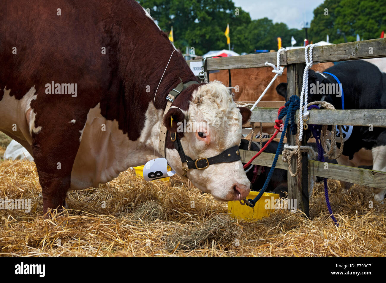 Hereford bull head hi-res stock photography and images - Alamy