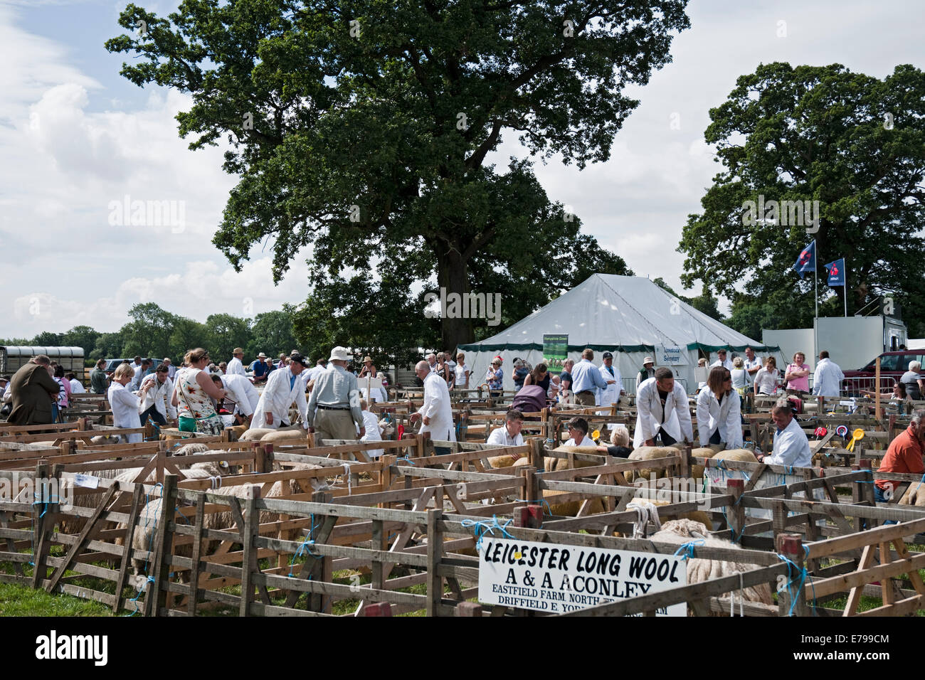 Sheep livestock farm animals in pens and farmers at Ryedale Country