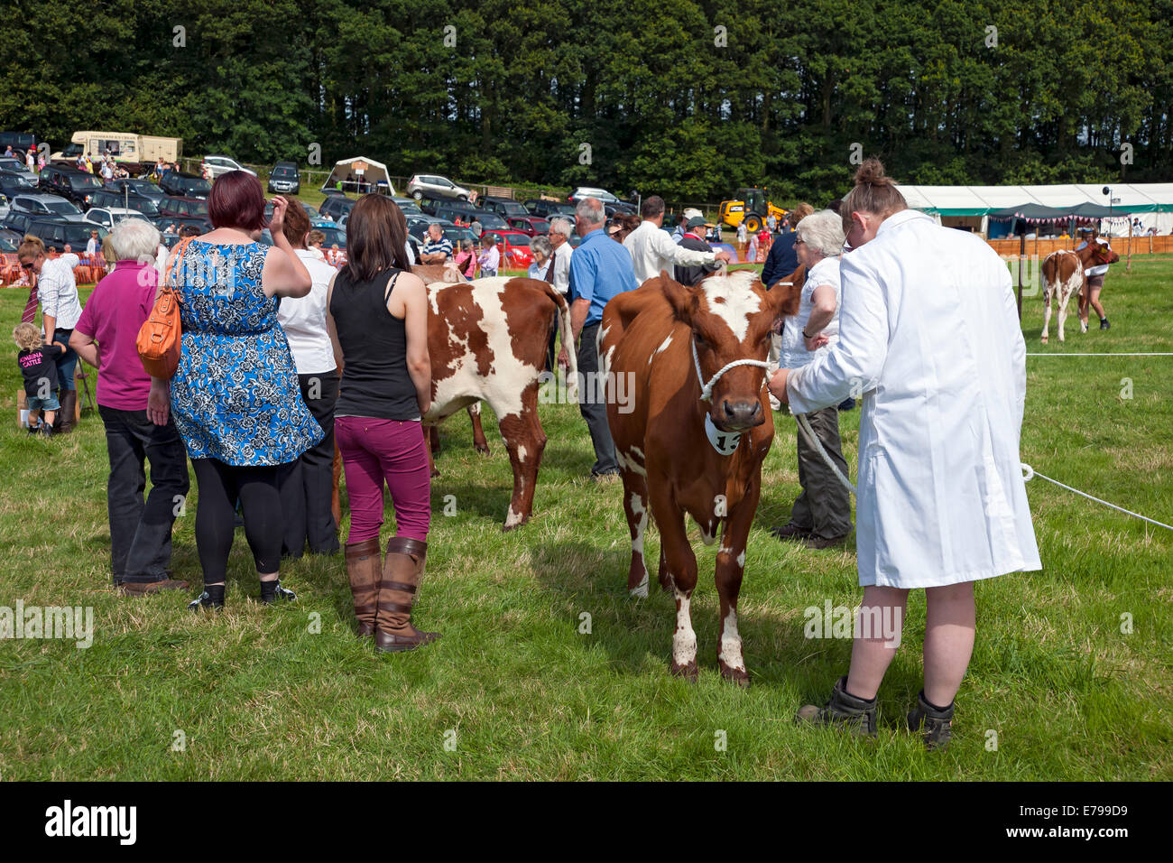 Ayrshire cow hires stock photography and images Alamy