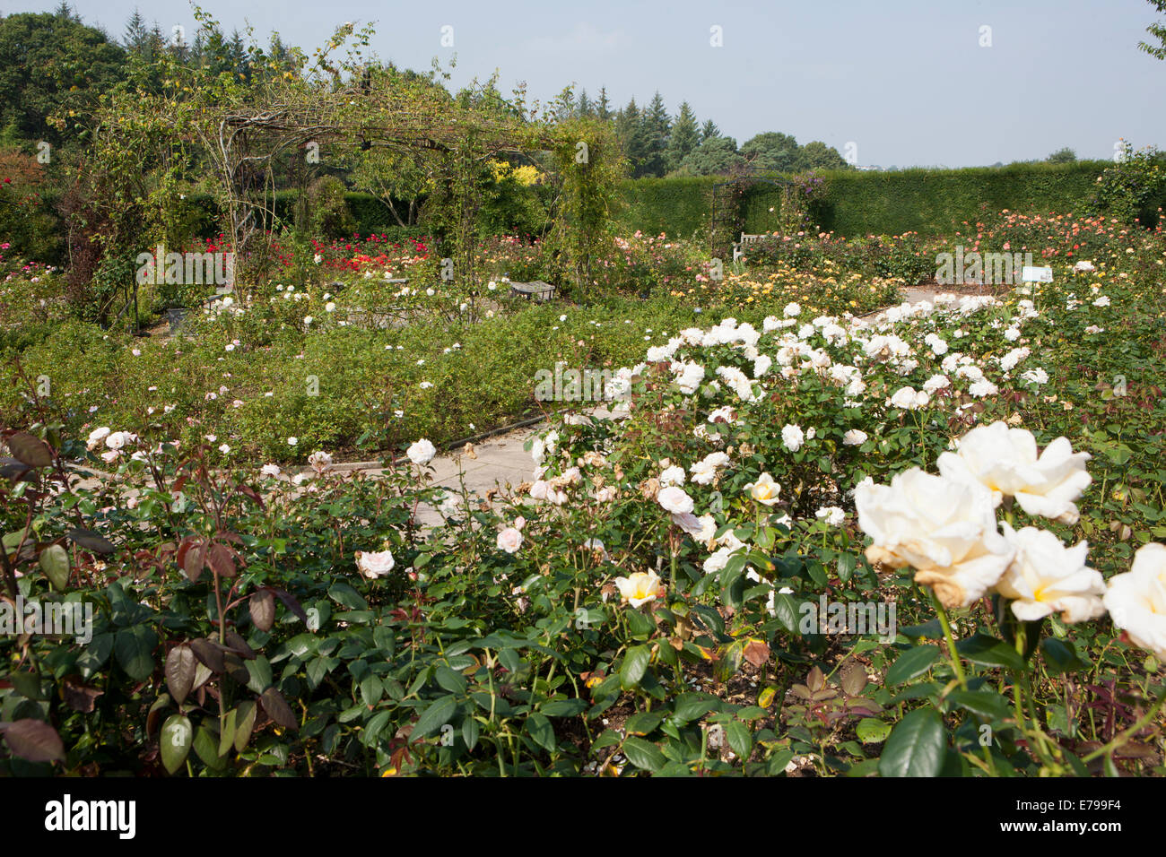 Queen Mother's Rose Garden  at RNS Rosemoor,North Devon. Stock Photo