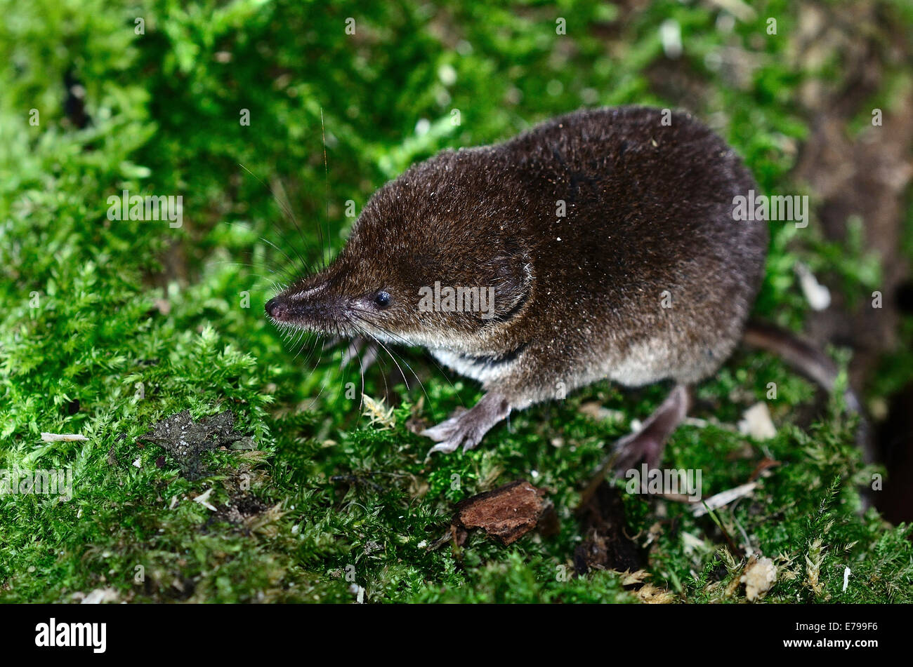 Common shrew uk hi-res stock photography and images - Alamy Common shrew uk hi-res stock photography and images - Alamy