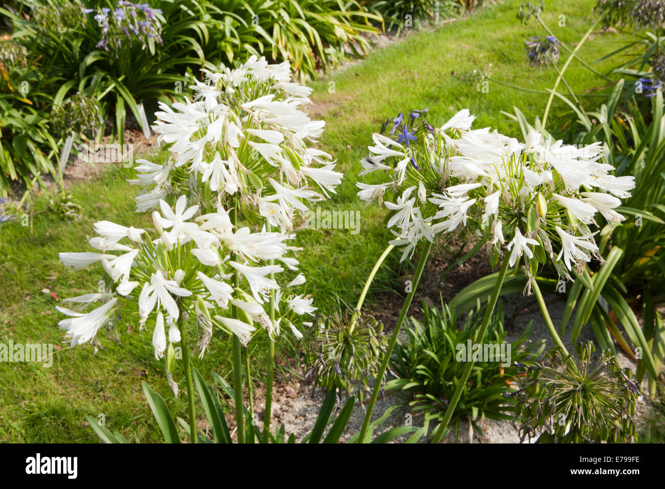 Agapanthus Africanus Albus In The Garden At Hidden Valley Garden In agapanthus-africanus-albus-in-the-garden-at-hidden-valley-garden-in