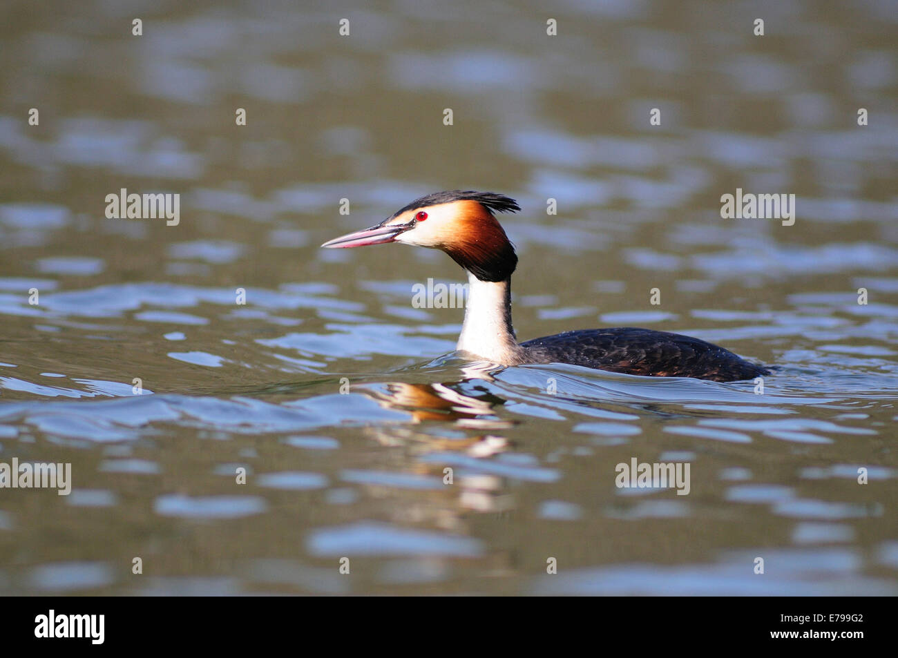 One great crested grebe swimming UK Stock Photo