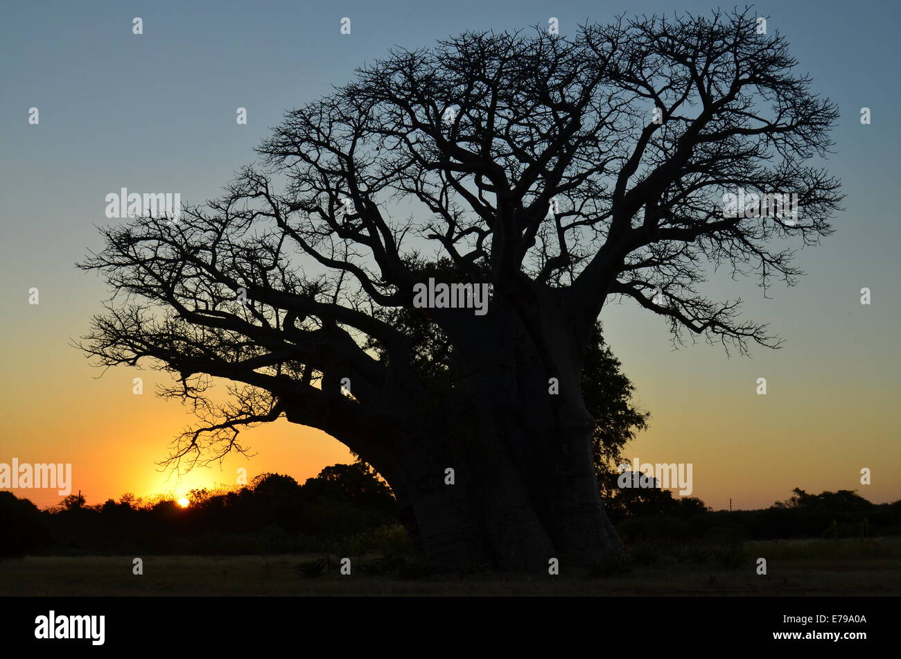 Baobab tree silhouetted against sunset, Limpopo, South Africa Stock Photo