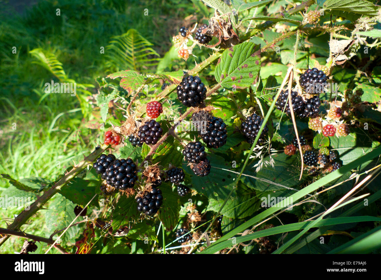 Foraging for wild ripe blackberries growing in a hedgerow in autumn Carmarthenshire Wales UK  KATHY DEWITT Stock Photo