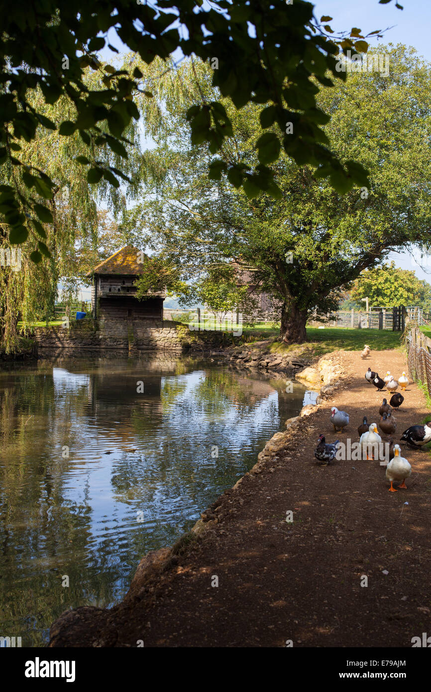 Duck house by pond hires stock photography and images Alamy