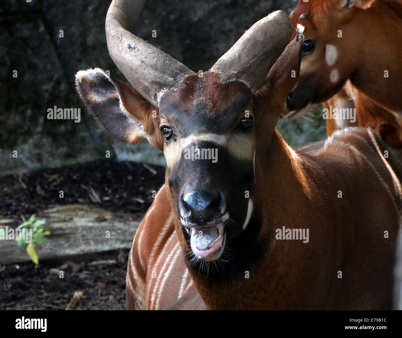 Male Bongo antelope (Tragelaphus eurycerus) close-up of the head Stock Photo