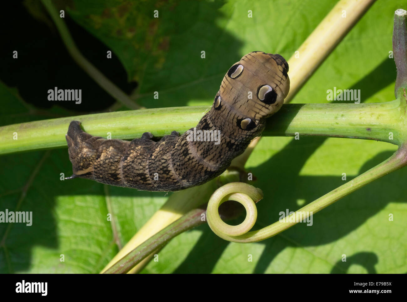 Caterpillar of Elephant Hawkmoth on grapevine in domestic garden England UK showing markings to frighten off predators. Stock Photo