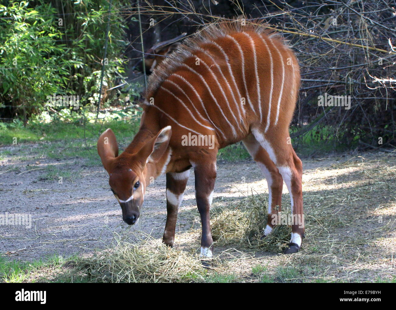 Bongo antelope calf (Tragelaphus eurycerus Stock Photo Alamy