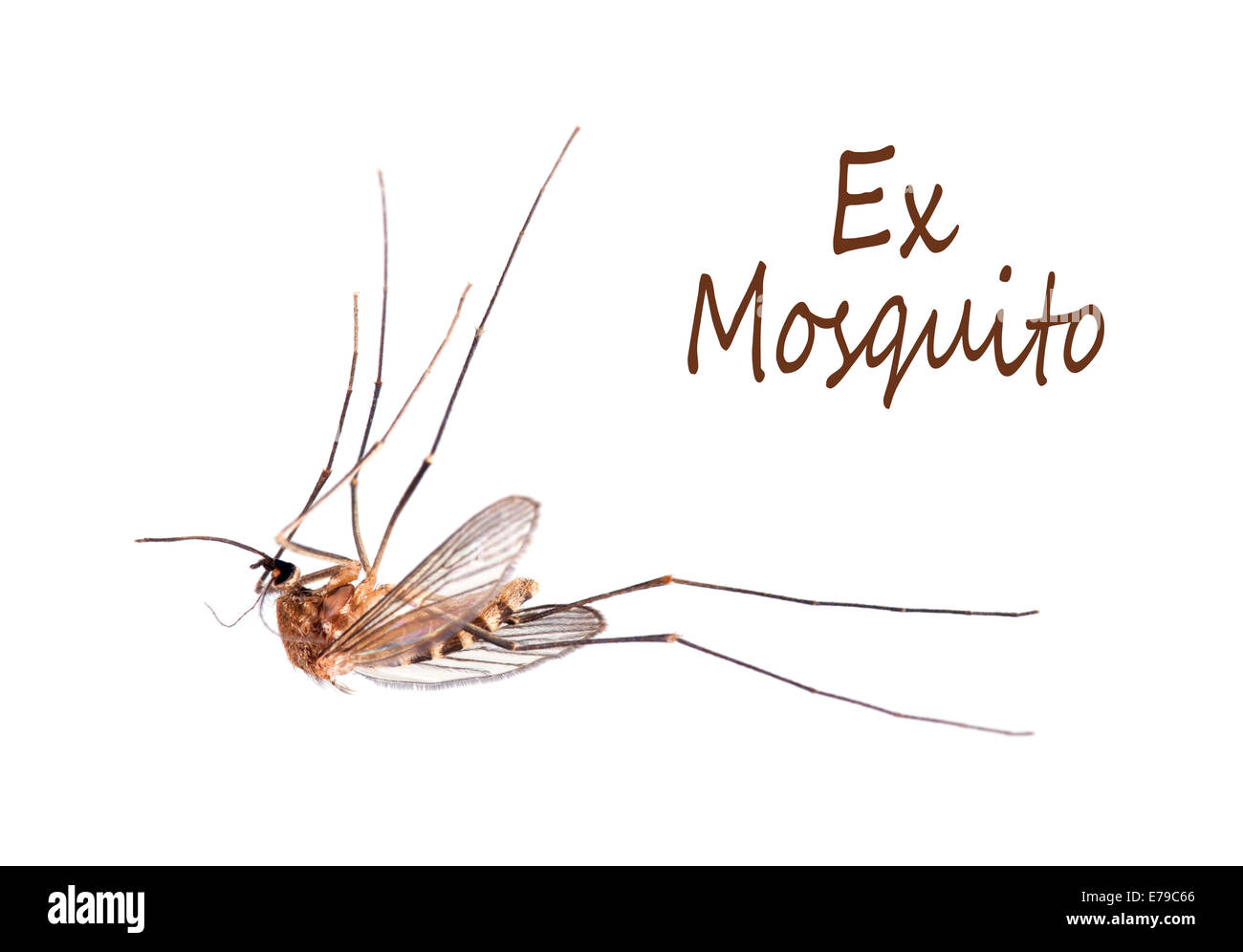 Dead mosquito.  Summer problem, disease carrier. Stock Photo