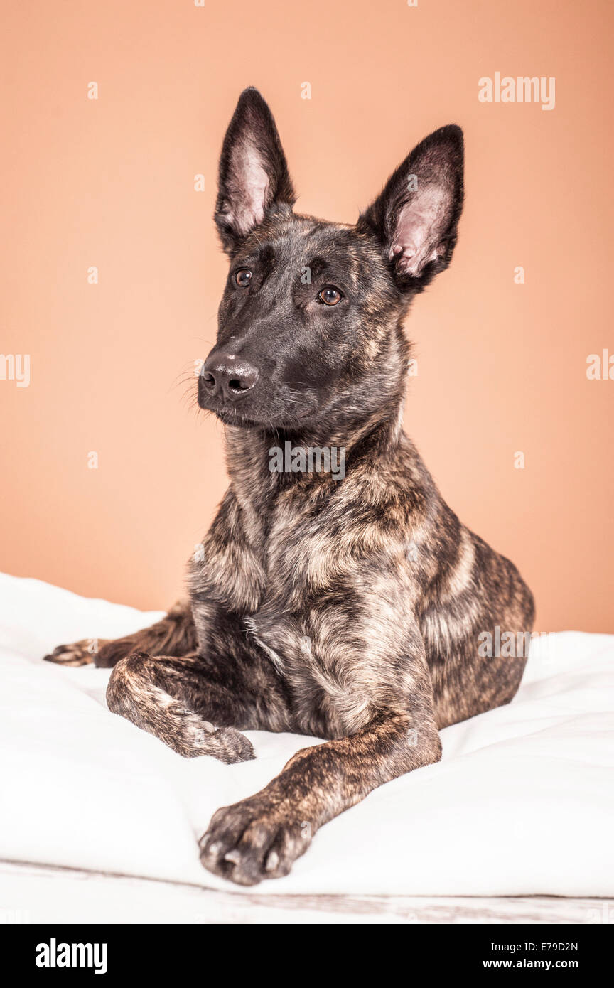 Lying Hollandse Herdershond or Dutch Shepherd Dog Stock Photo