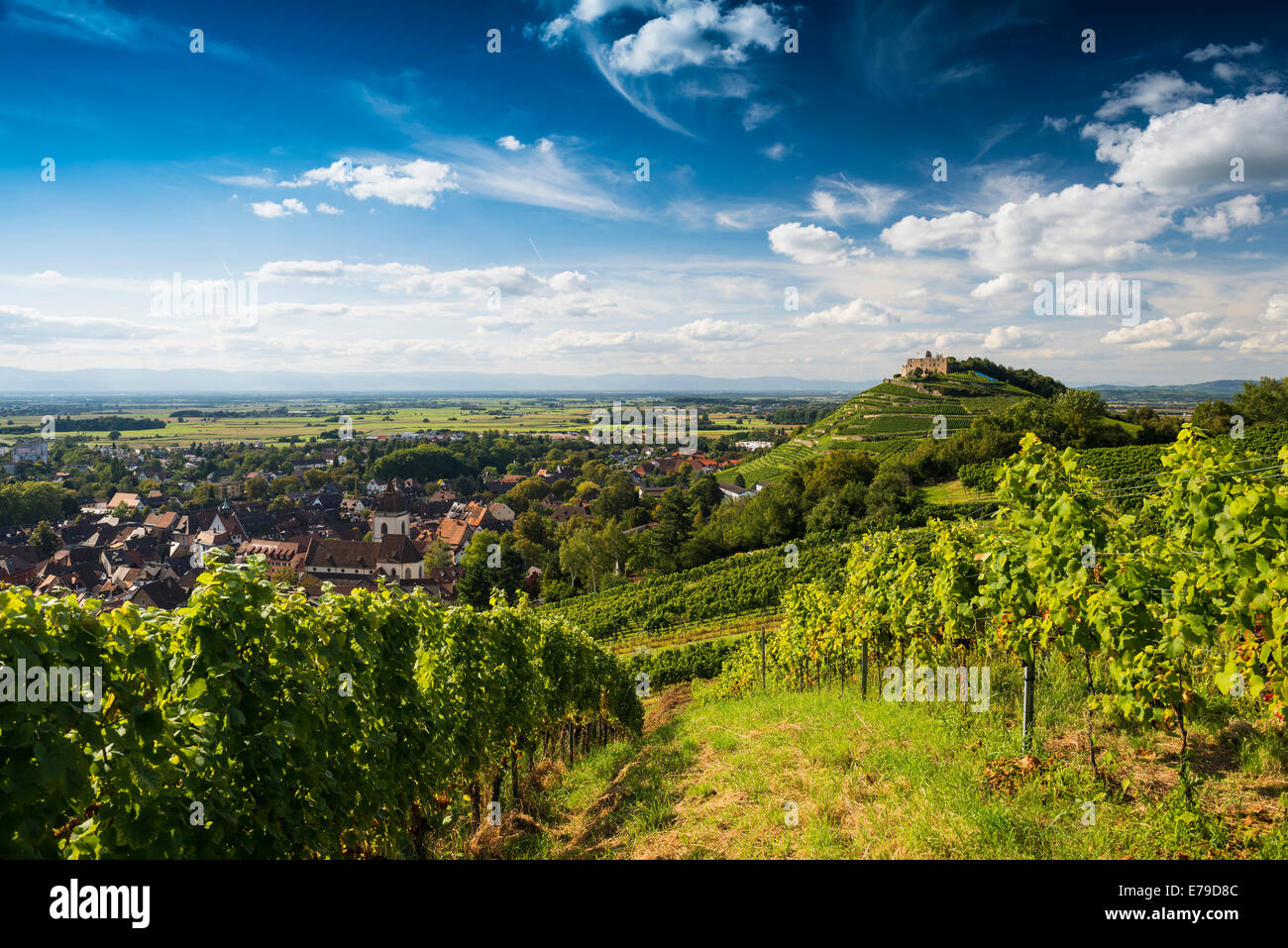 Vineyards and Staufen castle, behind the Rhine Valley, Staufen im Breisgau, Markgräflerland, Black Forest, Baden-Württemberg Stock Photo