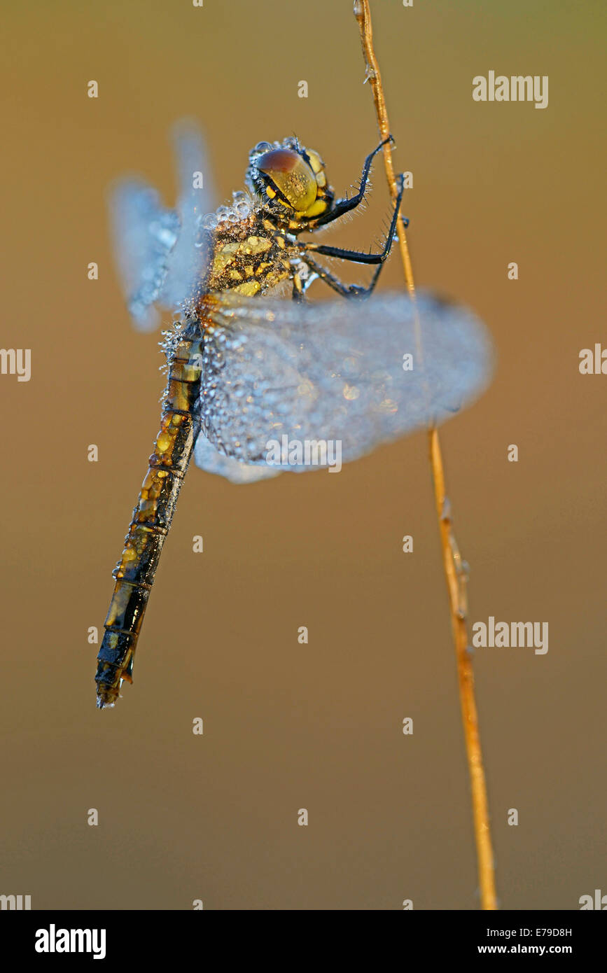 Black Meadowhawk or Black Darter (Sympetrum danae), female, Emsland, Lower Saxony, Germany Stock Photo