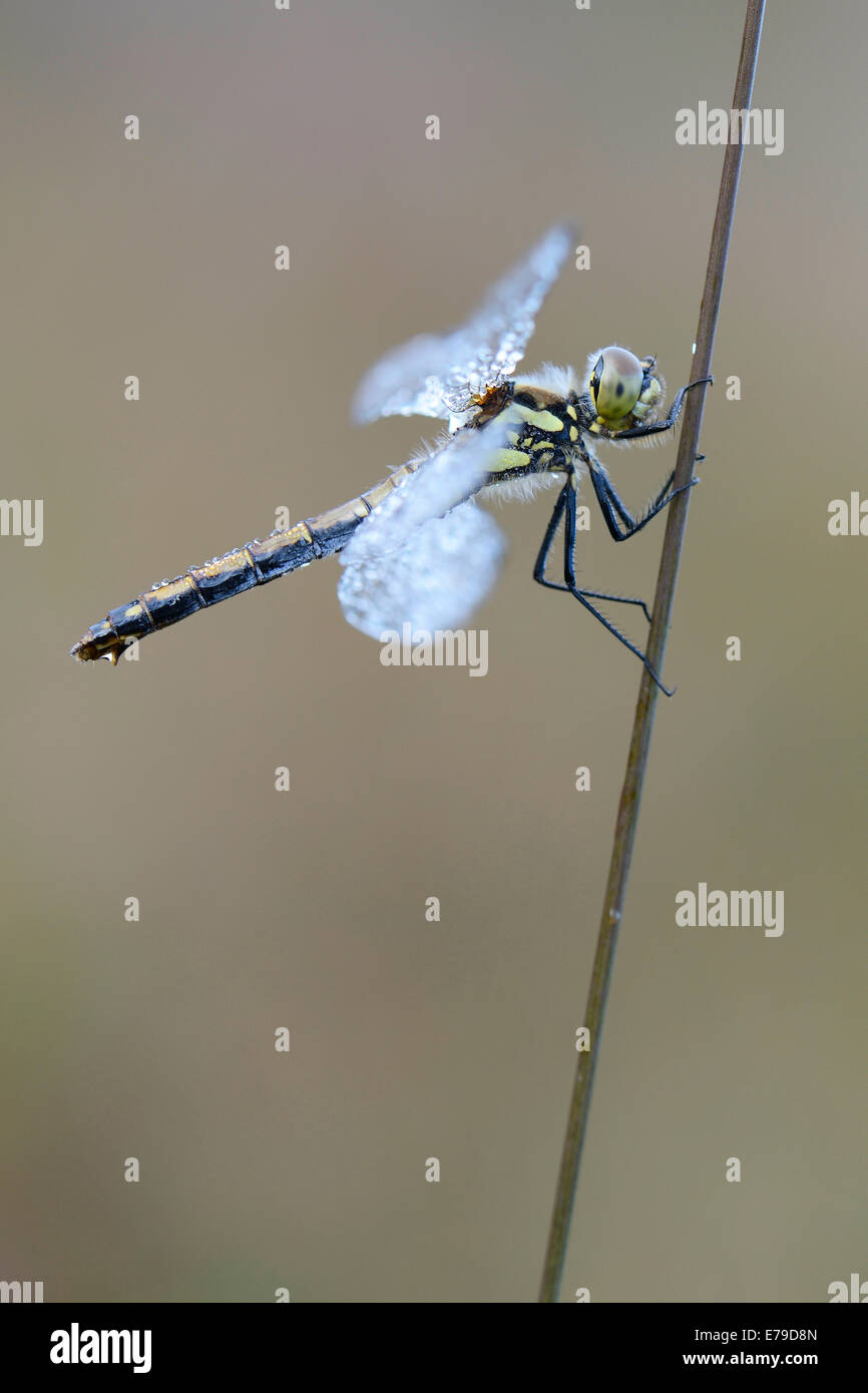 Black Meadowhawk or Black Darter (Sympetrum danae), female, Emsland, Lower Saxony, Germany Stock Photo