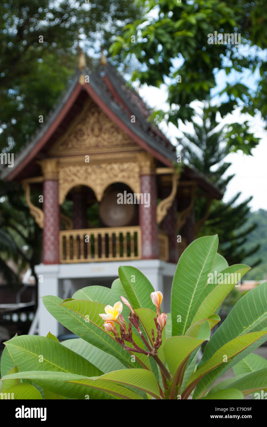 Plumeria (Lao Royal Residence) photo 1