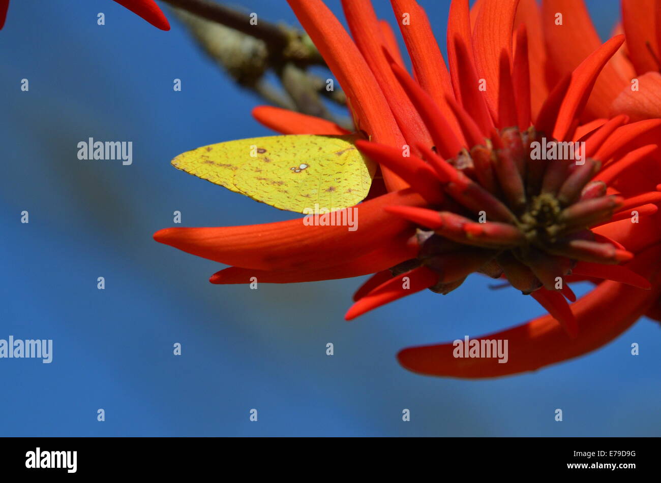 Yellow butterfly on red blossoms of coral tree, Kruger Park, South Africa. Stock Photo