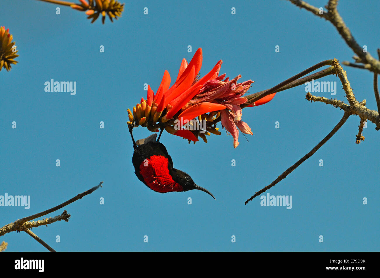 Scarlet chested sunbird hanging from red blossoms of coral tree, Kruger Park, South Africa. Stock Photo