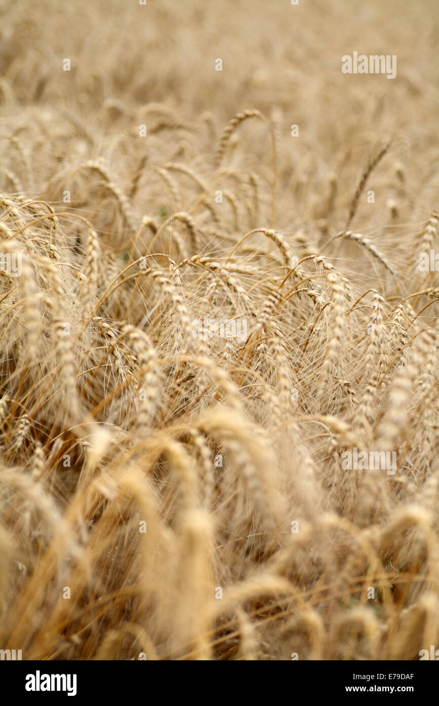 Close-up of rye. Rye field. SDOF. Stock Photo