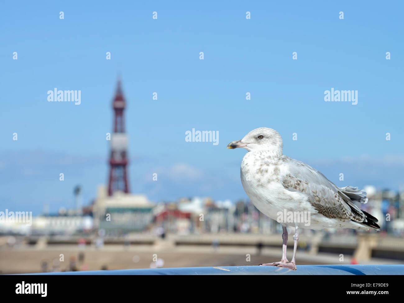 A young Lesser Black Backed Gull sits on the railing of Blackpool Promenade with the sandy beach and Blackpool Tower in the background Stock Photo