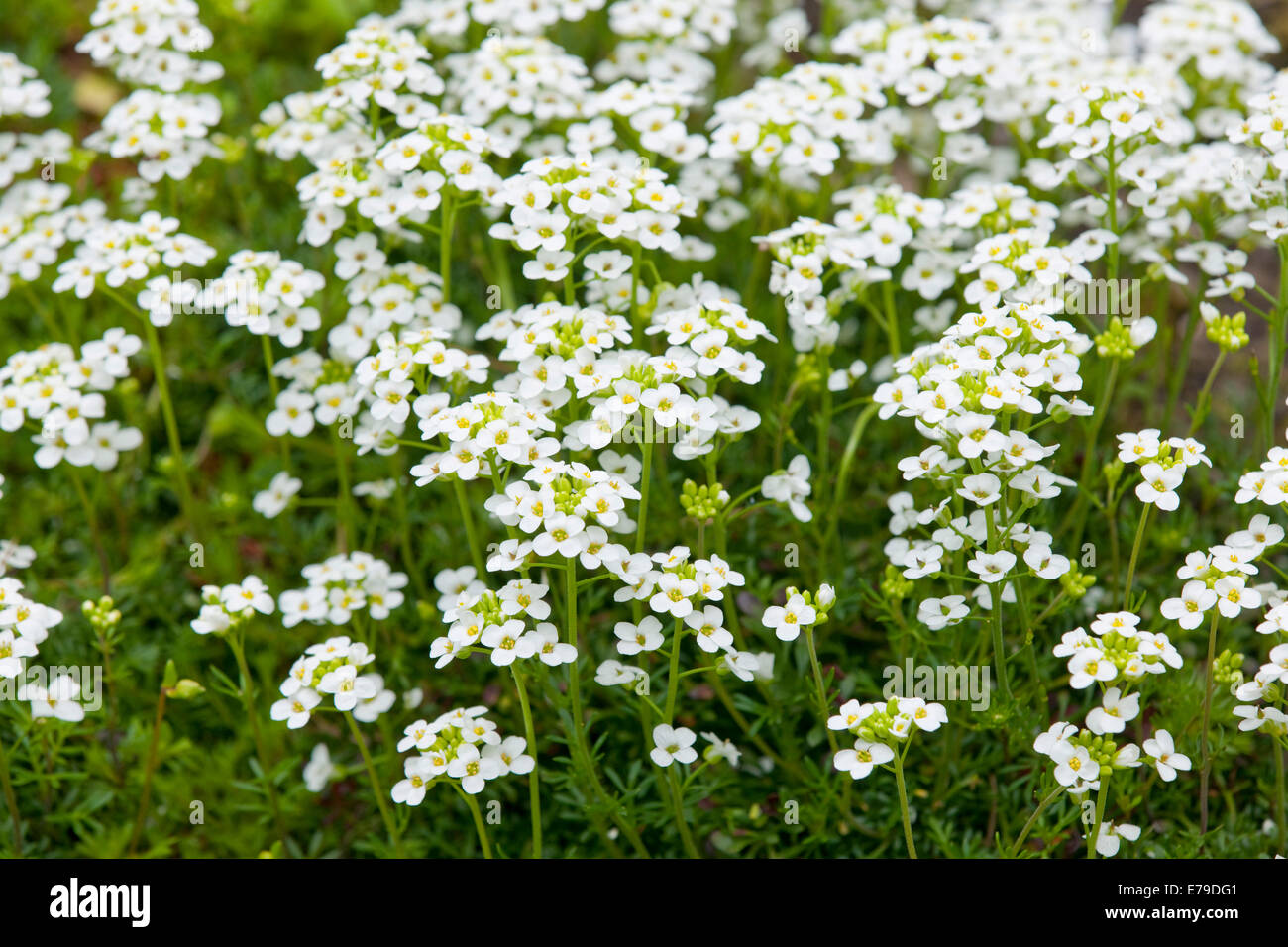 Alpine Hutchinsia (Hutchinsia alpina), flowering, Thuringia, Germany Stock Photo