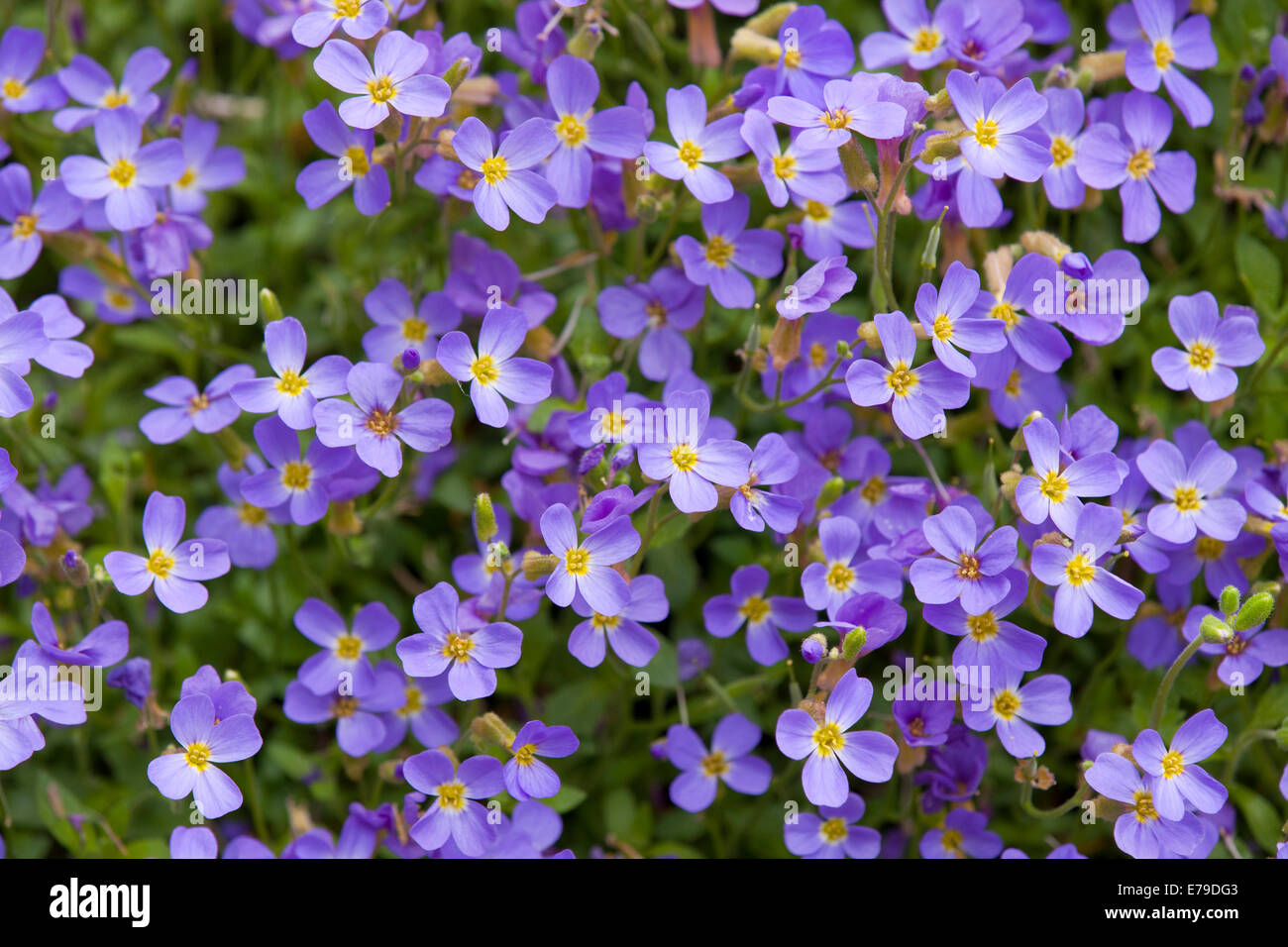 Aubrieta (Aubrieta gracilis), flowering, Thuringia, Germany Stock Photo