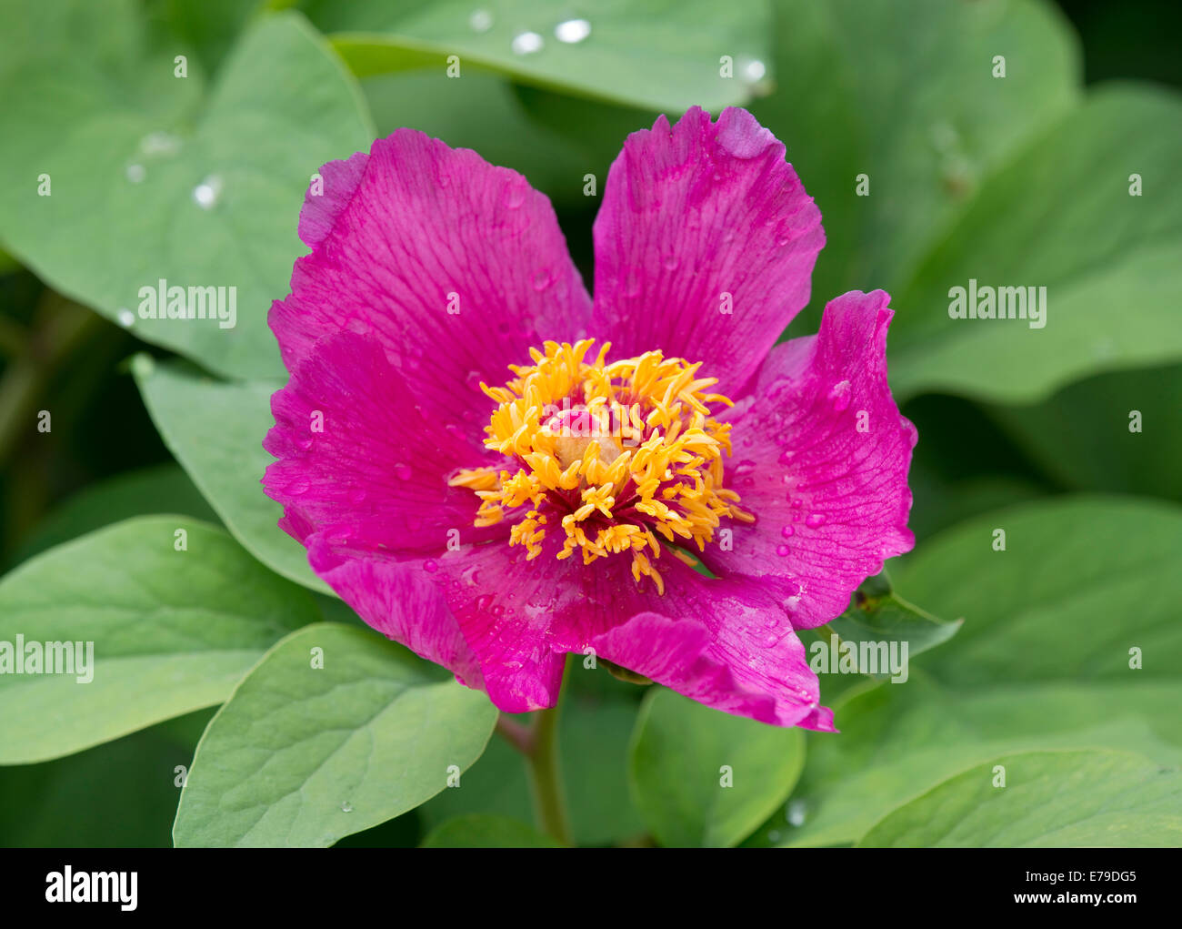 Peony (Paeonia sp.), flowering, Thuringia, Germany Stock Photo