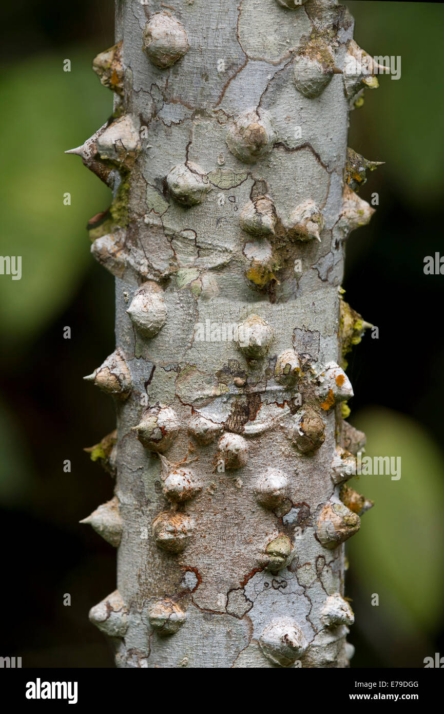 Thorny bark of the silk floss tree (Ceiba speciosa), Tambopata Nature Reserve, Madre de Dios region, Peru Stock Photo